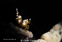 Humpback Shrimp 
Mabul Island, Eel Garden Reef - Malaysi... by Caner Candemir 